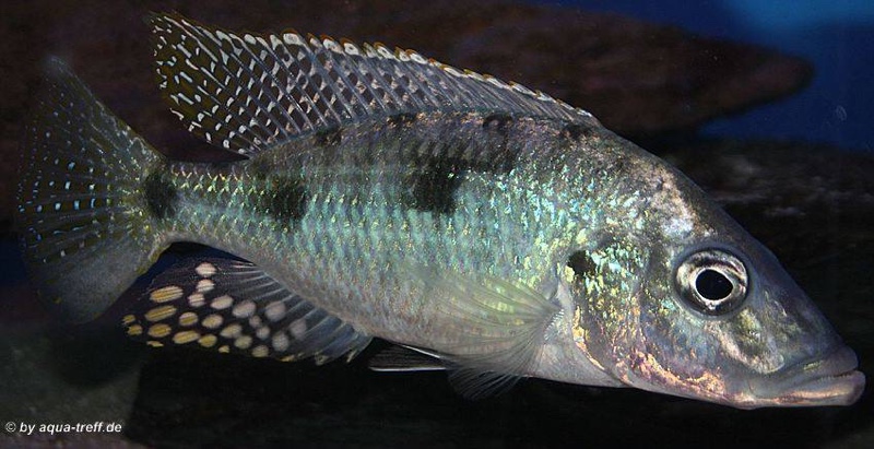 Stigmatochromis woodi